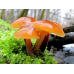 Мицелий Опенка зимнего / Фламмулина бархатистая (Flammulina velutipes) Мицелий Опенка зимнего / Фламмулина бархатистая (Flammulina velutipes)